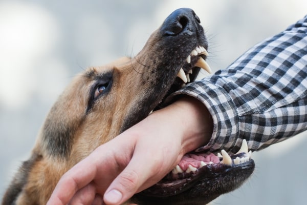 Read More About Dog Bites Attacks